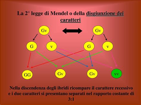 Ppt Le Leggi Di Mendel Powerpoint Presentation Free Download Id846797