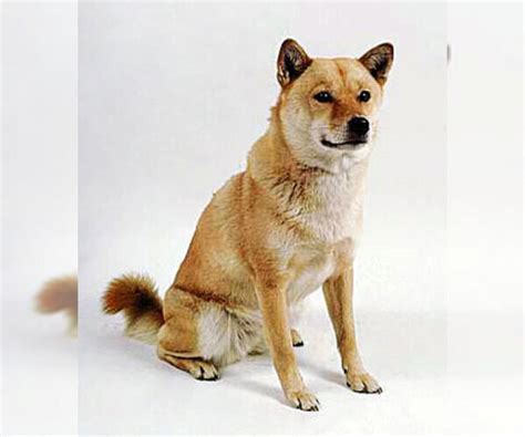 Ainu Dog Breed Information And Pictures On