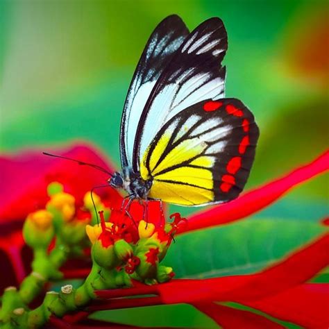 1000 Images About Colorful Butterflies On Pinterest Moth