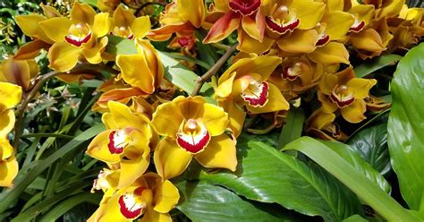 23 Types Of Orchids To Grow As Houseplants Gardeners Path