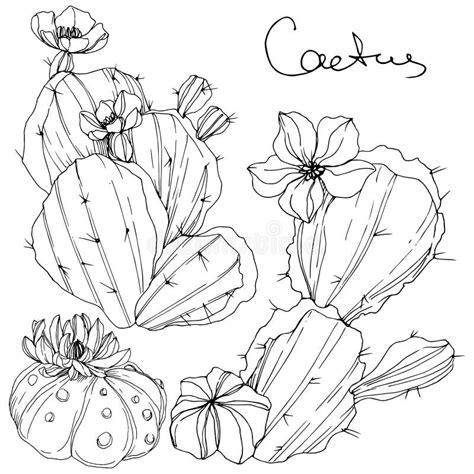Vector Cacti Floral Botanical Flower Black And White Engraved Ink Art
