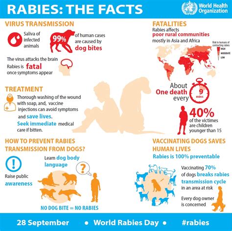 Education Is Vital To Prevent Rabies Deaths