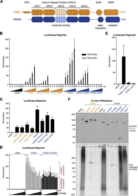 Requirement Of ARCs And SAM Domains For Tankyrase Driven Wnt Signaling