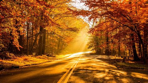 Sun Shining On Autumn Road