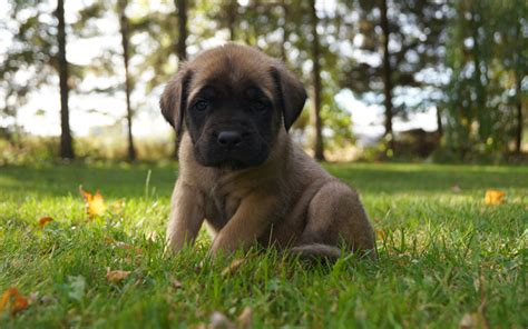 Download Wallpapers 4k English Mastiff Puppy Lawn Pets Cute