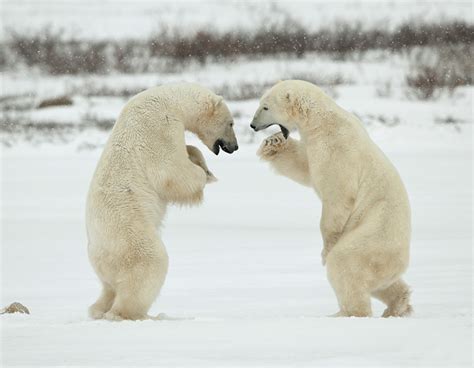 Polar Bear Pictures Stunning Photos Of Polar Bears Life In Norway