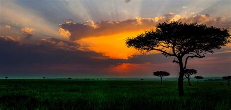 Acacia Trees At Sunset In The African Savanna Themba Tutors