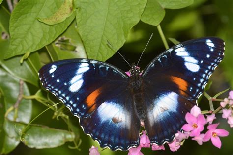 Every purchase on our site helps to fund cancer research. Varied Eggfly Butterfly | Hypolimnas bolina - female ...