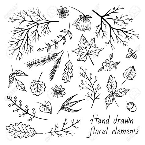Hand Drawn Various Brunches Leaves And Flowers Vector Set Royalty