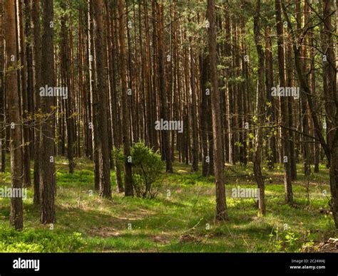Beautiful Landscape Of Pine Forest In Sunny Day Nature Wallpaper The