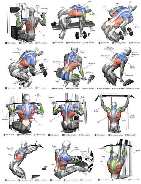 Back workout routine for a more developed back. Top 12 Exercise For MASSIVE Back Anatomy | Muscle building ...