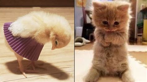 Aww Cute Baby Animals Videos Compilation Funniest Omg So Cute Best