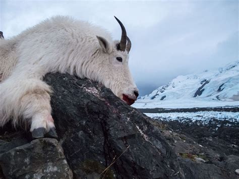 2019 Alaska Mountain Goat Hunt For One 1 Hunter