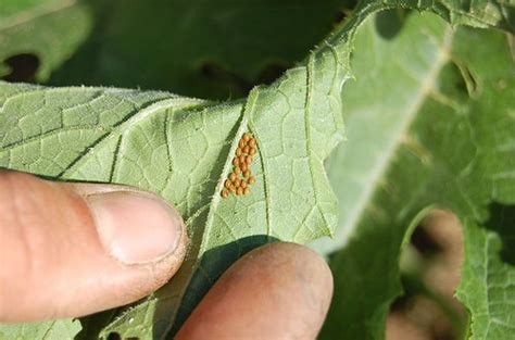Check spelling or type a new query. Squash Bugs: How to Keep Squash Bugs Out of Your Garden.