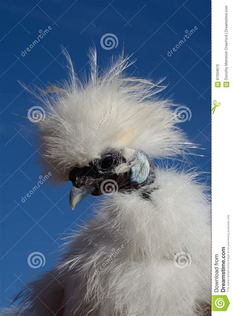 Portrait Of Showgirl Rooster Stock Photo Image Of Silkie Neck 61034970