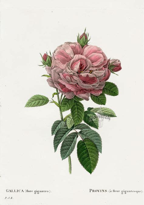 17 Antique Rose Prints Ideas Rose Prints Antique Roses