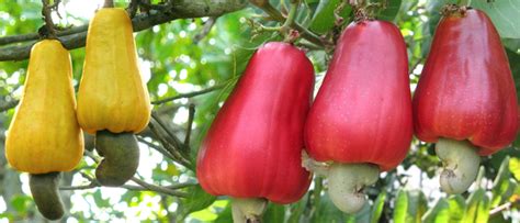 Find out more about the nutritional properties of cashew nuts, along with a list of their potential health benefits and ways to incorporate them in your. Cashewnuts - Natural Vitamin Pills-The Perfect Nuts for ...