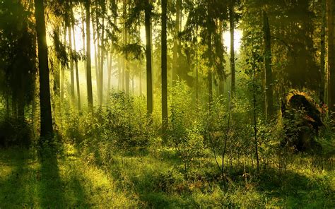 Download Sunlight Landscape Fog Nature Forest Hd Wallpaper