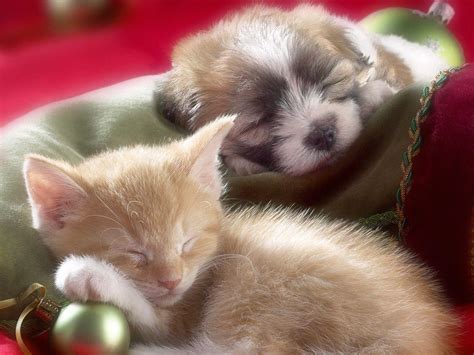 Puppies And Kittens Wallpapers - Wallpaper Cave