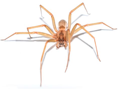 Las Vegas Desert Recluse Spider