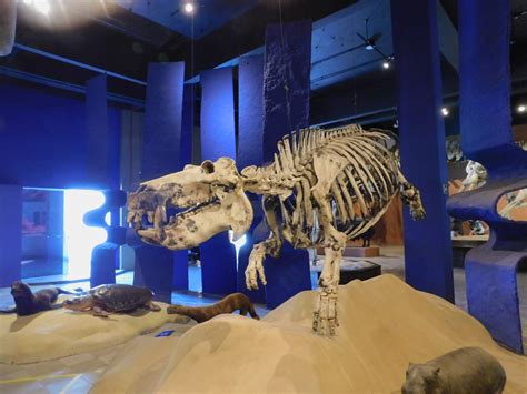 Hippo Skeleton Museum Of Puc Minas Brazil Zoochat