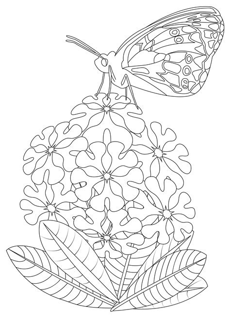 Butterfly On Flowers 2 Butterflies And Insects Adult Coloring Pages