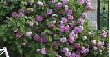Images of English Climbing Roses