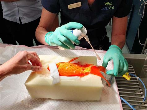 Koi Fish Surgery In Australia Costs 300