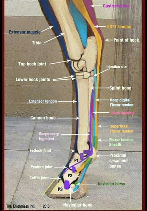 Huesos Ligamentos Y Tendones Del Miembro Posterior Horse Health