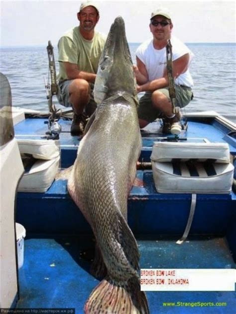 Ikan Gergasi Misteri Berwajah Buaya Dijumpai Di Mexico - kopipasss