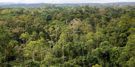 La Forêt Amazonienne Pourrait Disparaître En Moins De 50 Ans