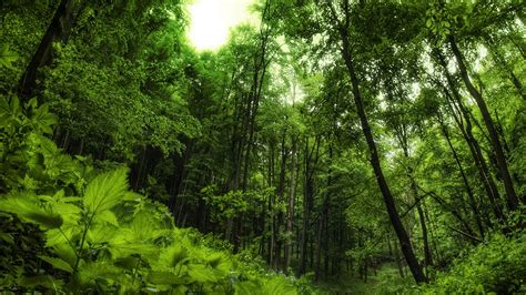 Naturaleza 1920x1080 Oscuro Lluvia Bosque Fondos De Pantalla 4k Images