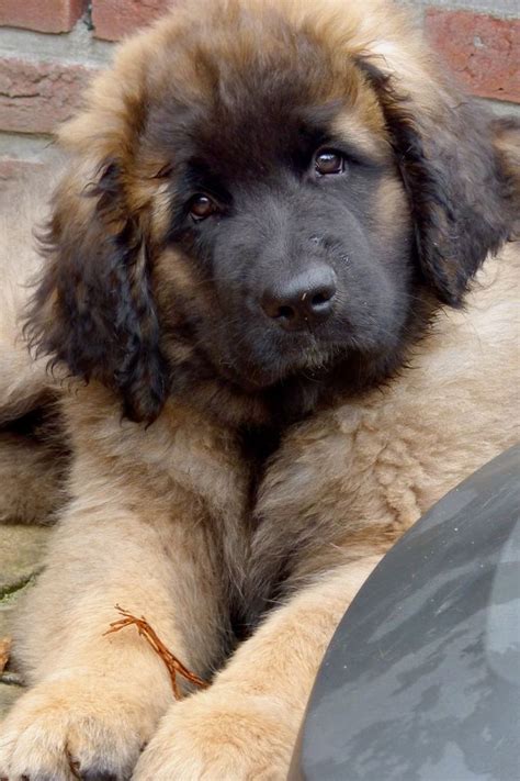 Leonberger Puppies For Sale In Ga Puppies