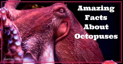 Amazing Facts About Octopuses Octopus Facts Fun Facts Octopus