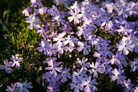 Hardy Ground Covers What Are The Best Ground Covers For Zone 6