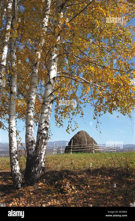 Three Birch Trees And Fenced Haystack Autumn Altai Siberia Russia