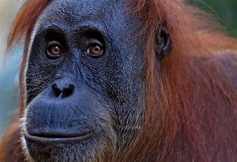 Sumatran Orangutan Pongo Abelii Palm Oil Detectives