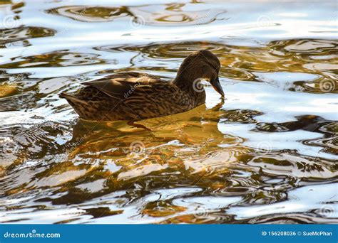 Female Duck Paddling In Still Water Stock Photo Image Of Nature