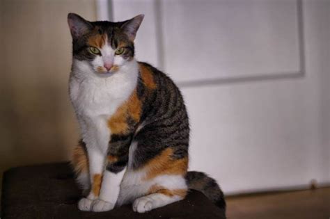 Compared to white potatoes, sweet potatoes and yams contain more nutrients. Can Cats Eat Sweet Potato? How About in Kibble? in 2020 ...