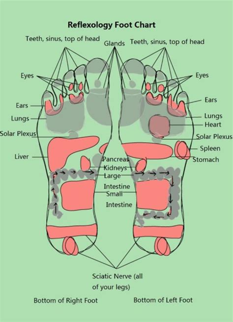 31 Printable Foot Reflexology Charts And Maps Templatelab