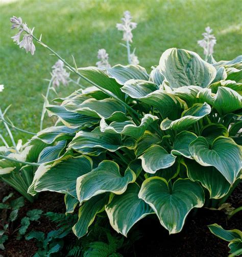 All 94 Images Types Of Hostas With Pictures Excellent