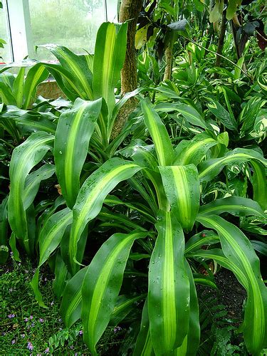 Top 10 Tropical House Plants Anyone Can Grow