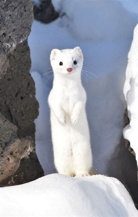 Secret Life Of The Long Tailed Weasel East Idaho News Cute Baby