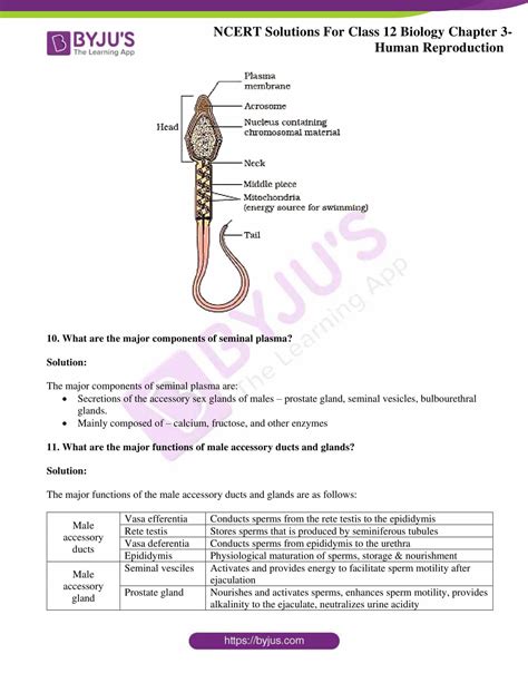 ncert solutions for class 12 biology chapter 3 human reproduction