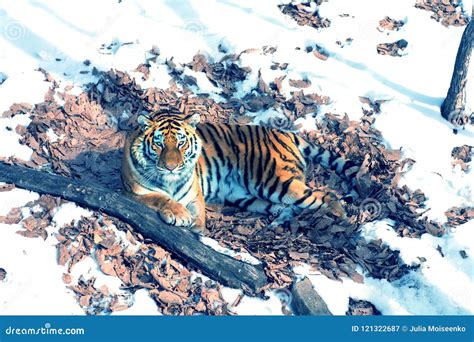 Big Tiger In The Snow The Beautiful Wild Striped Cat In Open Woods Looking Directly At Us
