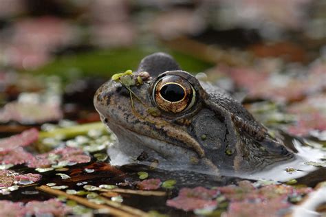 Common Frog Rana Temporaria Photos Of Natures Beauty And Wonders