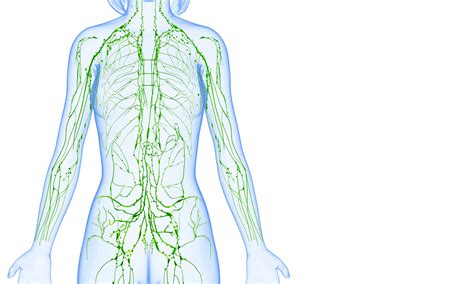 Lymphatic Drainage Alchemy Physical Therapy