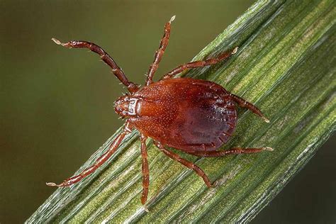 8 Common Types Of Ticks On Dogs And How To Identify Them