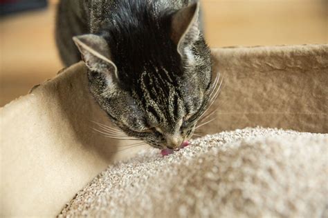 Is Eating Cat Poop Harmful To Dogs