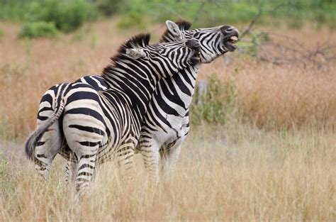 The Darker Side Of The Zebra Sabi Sabi Private Game Reserve Blog